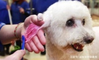 要送宠物去宠物店美容，需要注意三个问题，主人们一定要当心