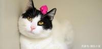 宠物猫狗美容护理并不难，学好这五个方面，就是合格的宠物美容师