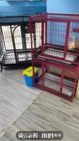 给自家猫狗办美容卡?花6000元做“双眼皮手术”?杭城宠物医生说出真相……