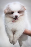 小型犬狗粮排名前十品牌