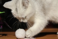 如何自制猫玩具