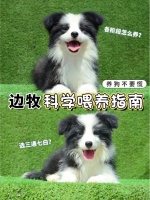 新手初次养边牧不要慌