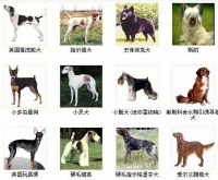 宠物狗狗品种大全及图片带名字