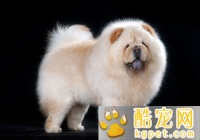 宠物狗品种大全(宠物犬的种类)