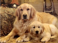 科学的给宠物犬分类，你适合养哪一类？