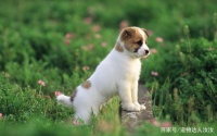 宠物小知识：狗狗的种类这么多你知道多少，来看看这几种你知道吗