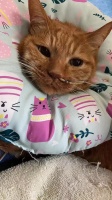 给猫狗买保险， 是保障还是“智商税”？