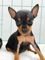 家中小鹿犬也能成为顶尖猎犬！狩猎训练揭秘，激发猎犬本能的秘诀