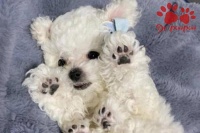 训练狗狗的方法和技巧
