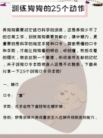 训练狗狗的25个动作