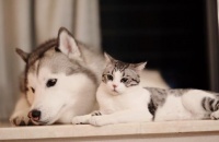 训练宠物犬猫8招｜让它们听指令