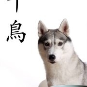 @宠物摄影师Dante 的个人主页