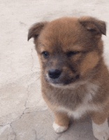 三个技巧教你；幼犬训练方法，千万别错过