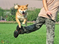 5种训狗方法，轻松解决训狗烦恼