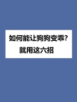 如何能让狗狗变乖？就用这6招！