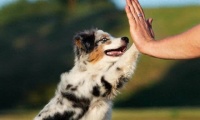 聪明狗狗养成记：5大诀窍助你成为爱犬的智慧导师