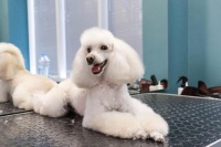 贵宾犬如何训练？贵宾犬训练指南：轻松成为狗狗的超级训练师！