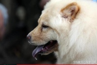 宠物小知识：宠物犬的接物训练、跳舞训练以及钻火圈训练