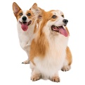 昆明训犬