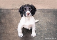 狗狗的基本训练有哪些？你知道都有什么吗？一起来看看吧！（中）