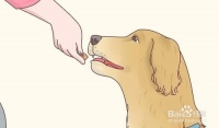 如何训练宠物狗狗