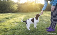 主人常用的5个训犬方法，可能是错的，怪不得狗狗不听话