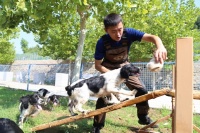 搜救犬训练秘笈大公开！来，一起了解幼犬环境锻炼
