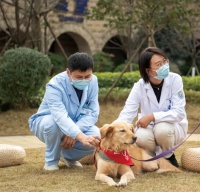 永不暴雷的“心理复健师”：精神抚慰犬，成了多少人的精神支柱