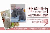 折耳猫四类训练技巧公开