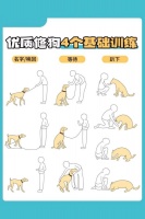 幼犬的四个基础训练！养狗人还不码住