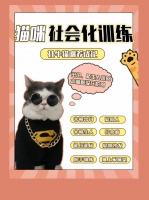 猫咪社会化训练8大项