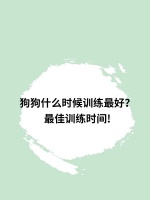 狗狗什么时候训练最好？最佳训练时间!