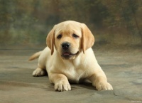 拉布拉多犬的绝密训练手册：掌握这些方法，变身狗狗训练大师！