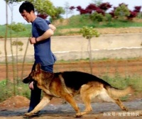 掌握这4种训练狗的方法，你的爱犬也能成精