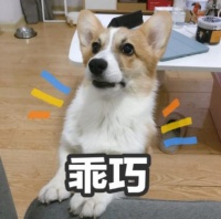 简单的几个小技巧，帮你成为“训狗高手”
