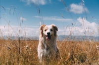 如何训练狗狗技能？3步教你正确训练狗狗听话，记得收藏！