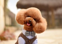 从零开始的泰迪犬训练之路：让家里的小泰迪成为你的得力助手