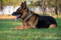 犬的调教的基本内容有哪几点呢？你在家也调教你的狗狗吗？