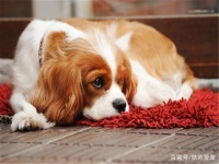宠物饲养指南：金毛训练手册——如何教会狗狗一些有趣的小把戏？