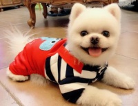 博美犬的衣服要从哪里买呢?哪些地方是可以买到的呢?