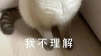 直播间卖“猫皮大衣”,真的不违法吗?