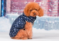 狗狗衣服秋冬装泰迪保暖马甲棉衣比熊犬吉娃娃小狗宠物服装 蓝色【价格 图片 品牌 报价】
