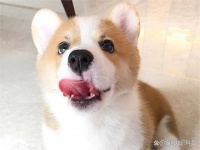 普安特宠物药解答：市面上的狗粮眼花缭乱？教你如何挑选