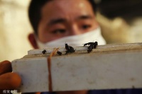 未来粮食已来,你会给猫猫狗狗选择昆虫宠粮吗?