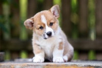 有关于给爱犬的添加剂饲料你知道多少呢?一起来看下吧!