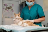 猫咪打疫苗前的那些事儿,你都知道吗?这些可千万不能忽视!