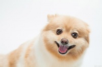 幼犬狂犬病疫苗:每个新宠物主人必知!