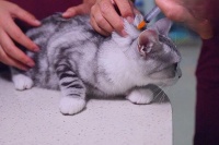 犬猫疫苗的种类,打疫苗的时间及注意事项