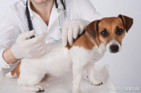 狗狗疫苗要怎么打?新手宠主要了解情况再行动