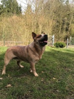 成犬用不用每年打疫苗